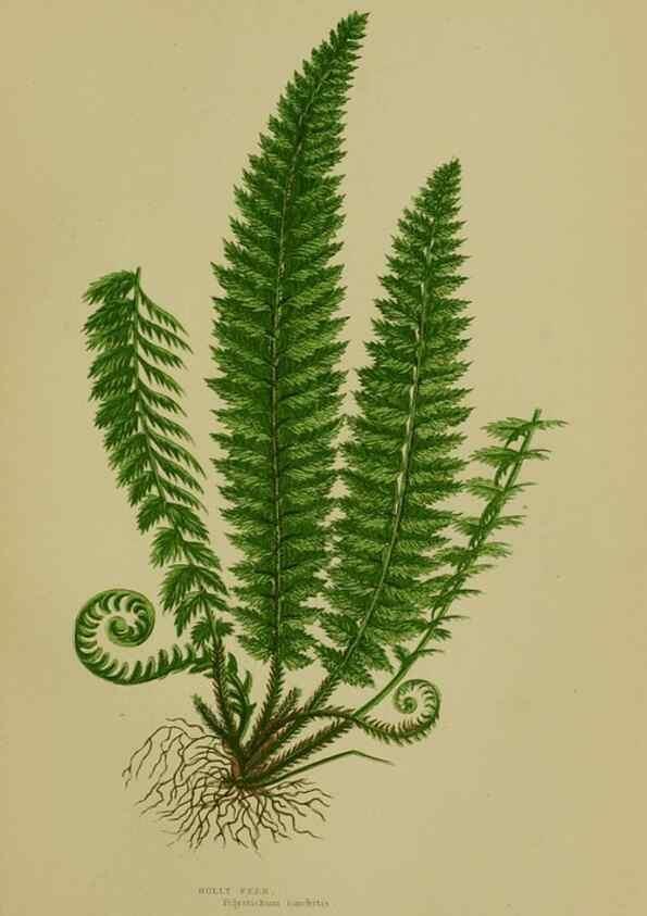 Reproducción/Reproduction 8518454253: The flowering plants, grasses, sedges, & ferns of Great Britain. London,F. Warne,1905.