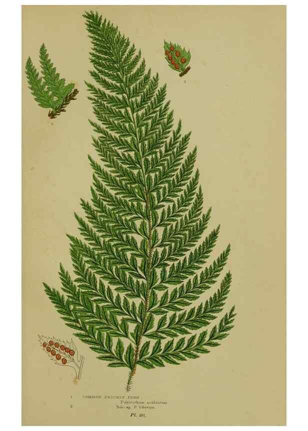 Reproducción/Reproduction 8518454907: The flowering plants, grasses, sedges, & ferns of Great Britain. London,F. Warne,1905.