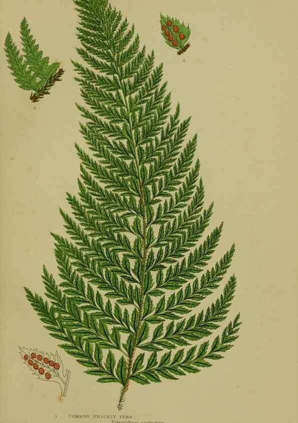 Reproducción/Reproduction 8518454907: The flowering plants, grasses, sedges, & ferns of Great Britain. London,F. Warne,1905.