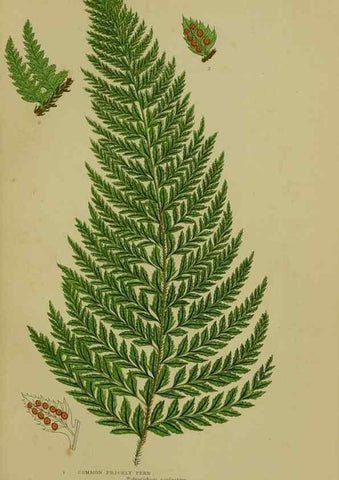 Reproducción/Reproduction 8518454907: The flowering plants, grasses, sedges, & ferns of Great Britain. London,F. Warne,1905.