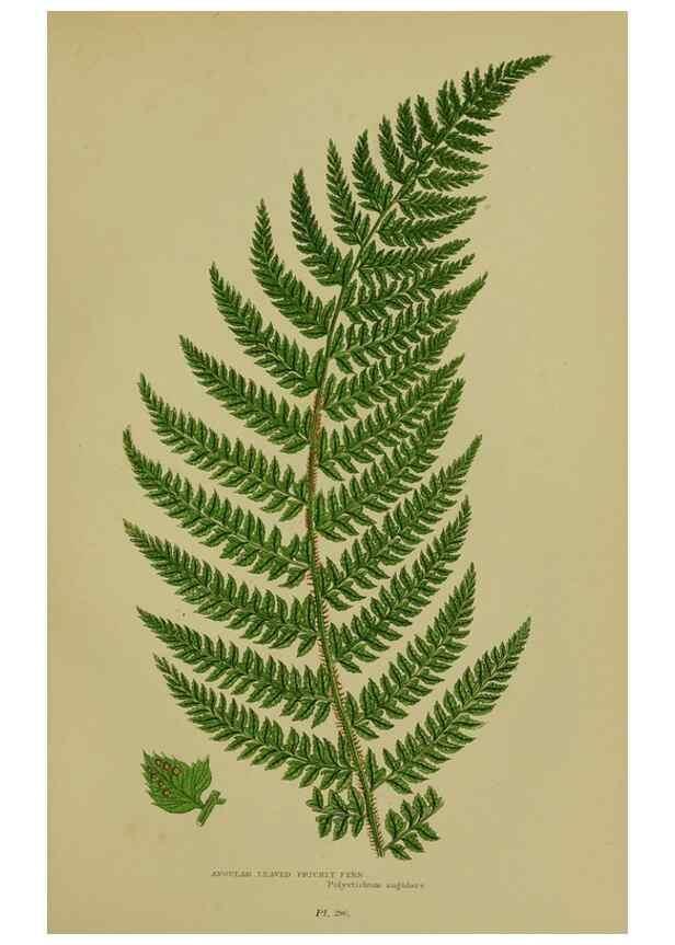Reproducción/Reproduction 8519568370: The flowering plants, grasses, sedges, & ferns of Great Britain. London,F. Warne,1905.