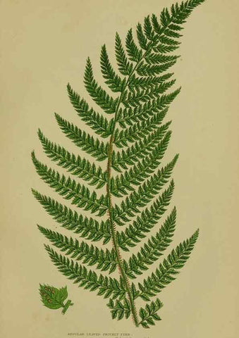 Reproducción/Reproduction 8519568370: The flowering plants, grasses, sedges, & ferns of Great Britain. London,F. Warne,1905.