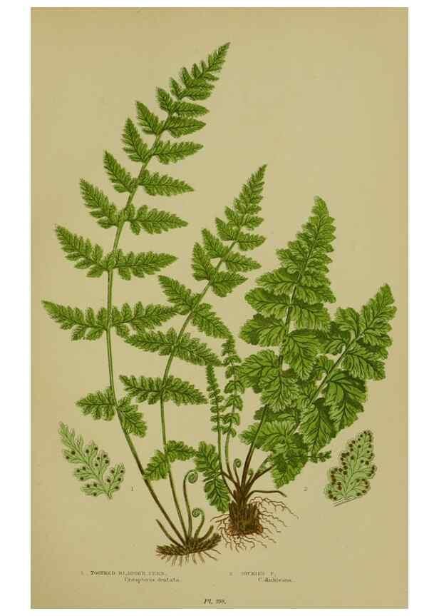 Reproducción/Reproduction 8519569110: The flowering plants, grasses, sedges, & ferns of Great Britain. London,F. Warne,1905.