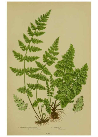 Reproducción/Reproduction 8519569110: The flowering plants, grasses, sedges, & ferns of Great Britain. London,F. Warne,1905.