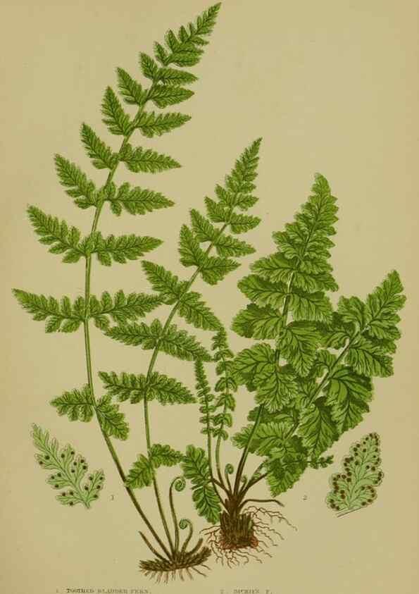 Reproducción/Reproduction 8519569110: The flowering plants, grasses, sedges, & ferns of Great Britain. London,F. Warne,1905.