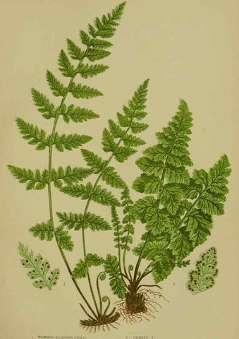 Reproducción/Reproduction 8519569110: The flowering plants, grasses, sedges, & ferns of Great Britain. London,F. Warne,1905.