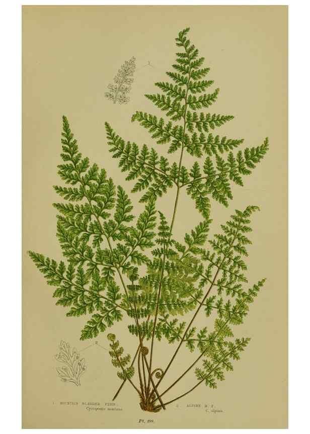 Reproducción/Reproduction 8518457377: The flowering plants, grasses, sedges, & ferns of Great Britain. London,F. Warne,1905.