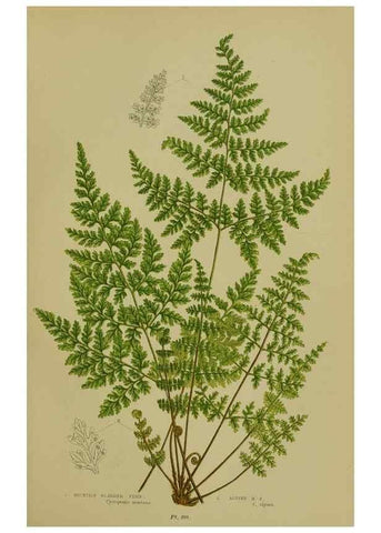 Reproducción/Reproduction 8518457377: The flowering plants, grasses, sedges, & ferns of Great Britain. London,F. Warne,1905.