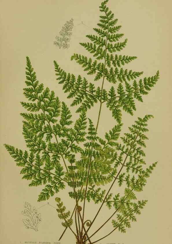 Reproducción/Reproduction 8518457377: The flowering plants, grasses, sedges, & ferns of Great Britain. London,F. Warne,1905.