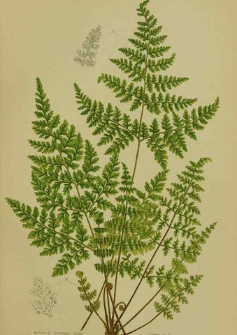 Reproducción/Reproduction 8518457377: The flowering plants, grasses, sedges, & ferns of Great Britain. London,F. Warne,1905.