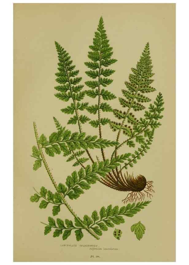 Reproducción/Reproduction 8519570628: The flowering plants, grasses, sedges, & ferns of Great Britain. London,F. Warne,1905.