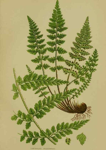 Reproducción/Reproduction 8519570628: The flowering plants, grasses, sedges, & ferns of Great Britain. London,F. Warne,1905.