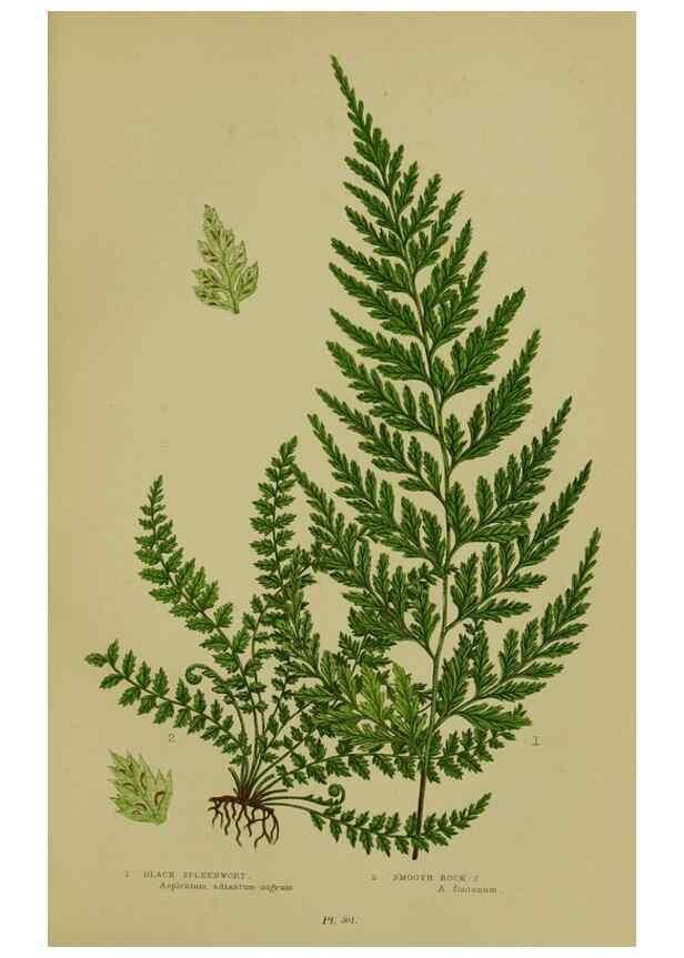 Reproducción/Reproduction 8519571208: The flowering plants, grasses, sedges, & ferns of Great Britain. London,F. Warne,1905.