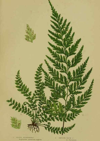 Reproducción/Reproduction 8519571208: The flowering plants, grasses, sedges, & ferns of Great Britain. London,F. Warne,1905.