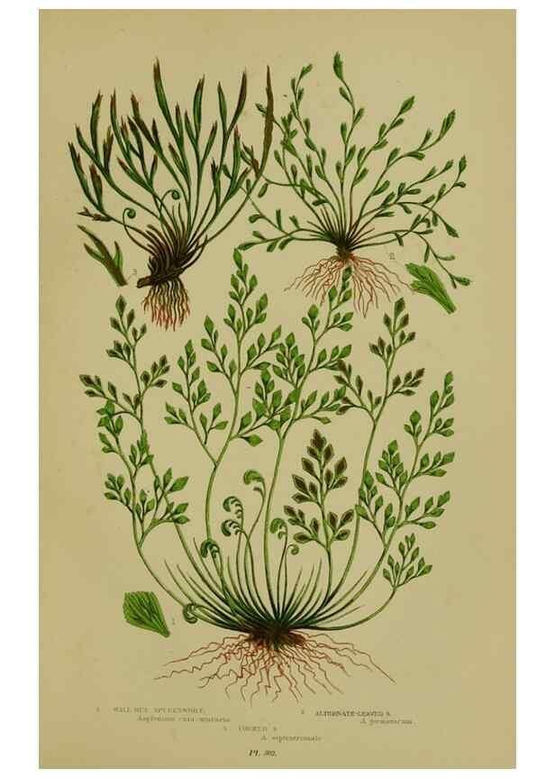Reproducción/Reproduction 8519571992: The flowering plants, grasses, sedges, & ferns of Great Britain. London,F. Warne,1905.