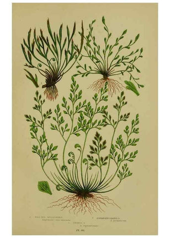 Reproducción/Reproduction 8519571992: The flowering plants, grasses, sedges, & ferns of Great Britain. London,F. Warne,1905.