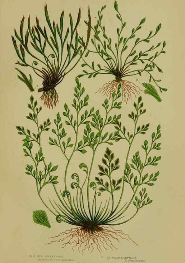 Reproducción/Reproduction 8519571992: The flowering plants, grasses, sedges, & ferns of Great Britain. London,F. Warne,1905.