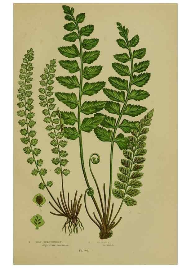 Reproducción/Reproduction 8518460057: The flowering plants, grasses, sedges, & ferns of Great Britain. London,F. Warne,1905.
