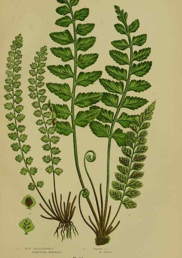 Reproducción/Reproduction 8518460057: The flowering plants, grasses, sedges, & ferns of Great Britain. London,F. Warne,1905.