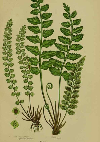 Reproducción/Reproduction 8518460057: The flowering plants, grasses, sedges, & ferns of Great Britain. London,F. Warne,1905.