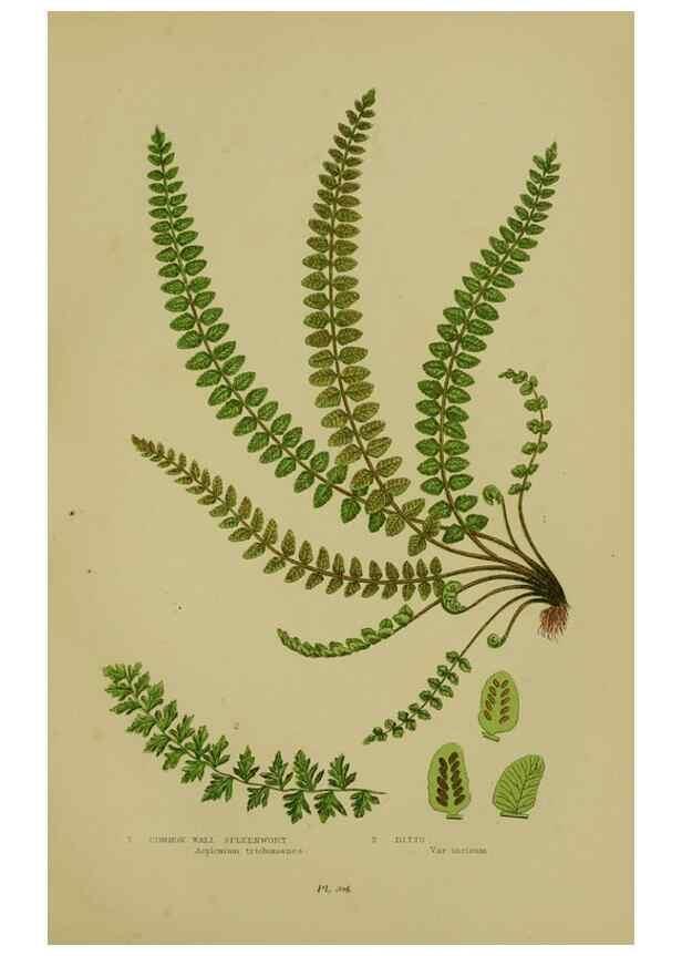Reproducción/Reproduction 8518460893: The flowering plants, grasses, sedges, & ferns of Great Britain. London,F. Warne,1905.