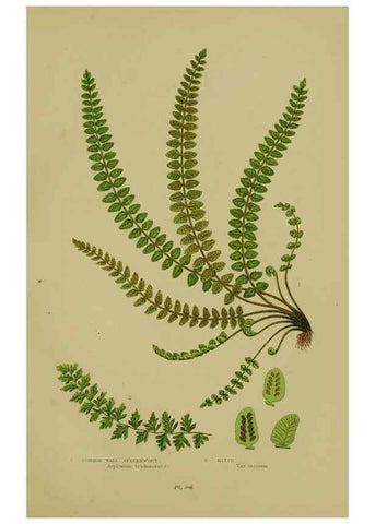 Reproducción/Reproduction 8518460893: The flowering plants, grasses, sedges, & ferns of Great Britain. London,F. Warne,1905.