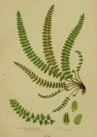 Reproducción/Reproduction 8518460893: The flowering plants, grasses, sedges, & ferns of Great Britain. London,F. Warne,1905.
