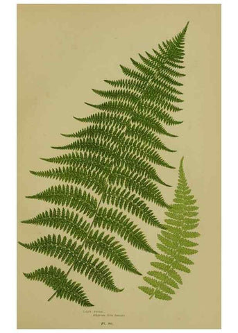 Reproducción/Reproduction 8519574080: The flowering plants, grasses, sedges, & ferns of Great Britain. London,F. Warne,1905.
