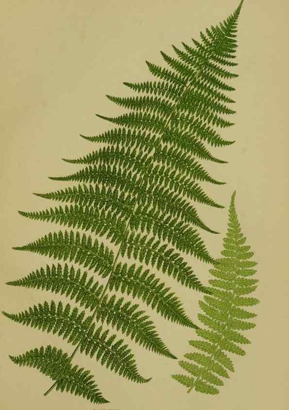Reproducción/Reproduction 8519574080: The flowering plants, grasses, sedges, & ferns of Great Britain. London,F. Warne,1905.