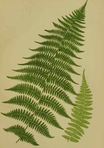 Reproducción/Reproduction 8519574080: The flowering plants, grasses, sedges, & ferns of Great Britain. London,F. Warne,1905.