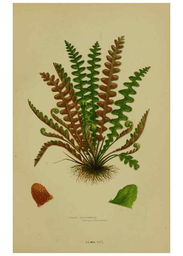Reproducción/Reproduction 8519574822: The flowering plants, grasses, sedges, & ferns of Great Britain. London,F. Warne,1905.