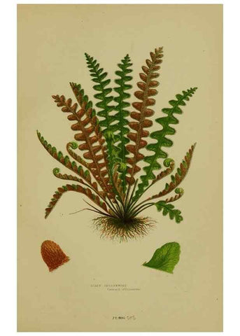 Reproducción/Reproduction 8519574822: The flowering plants, grasses, sedges, & ferns of Great Britain. London,F. Warne,1905.