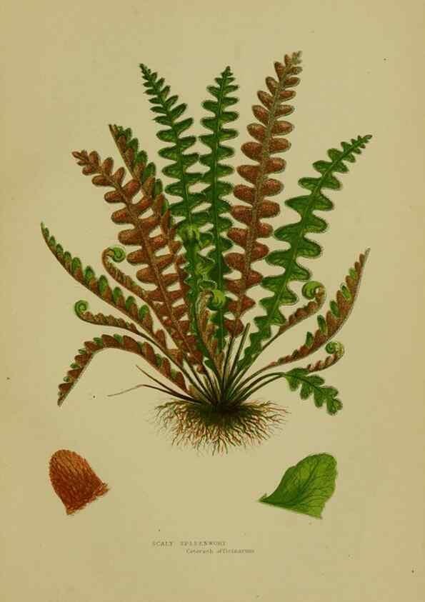Reproducción/Reproduction 8519574822: The flowering plants, grasses, sedges, & ferns of Great Britain. London,F. Warne,1905.