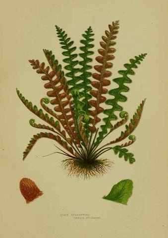 Reproducción/Reproduction 8519574822: The flowering plants, grasses, sedges, & ferns of Great Britain. London,F. Warne,1905.