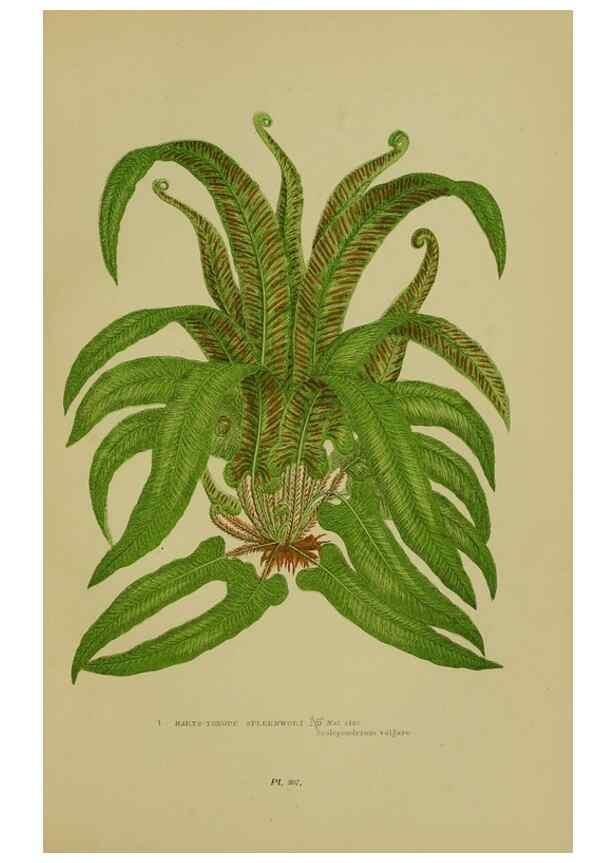 Reproducción/Reproduction 8519575872: The flowering plants, grasses, sedges, & ferns of Great Britain. London,F. Warne,1905.