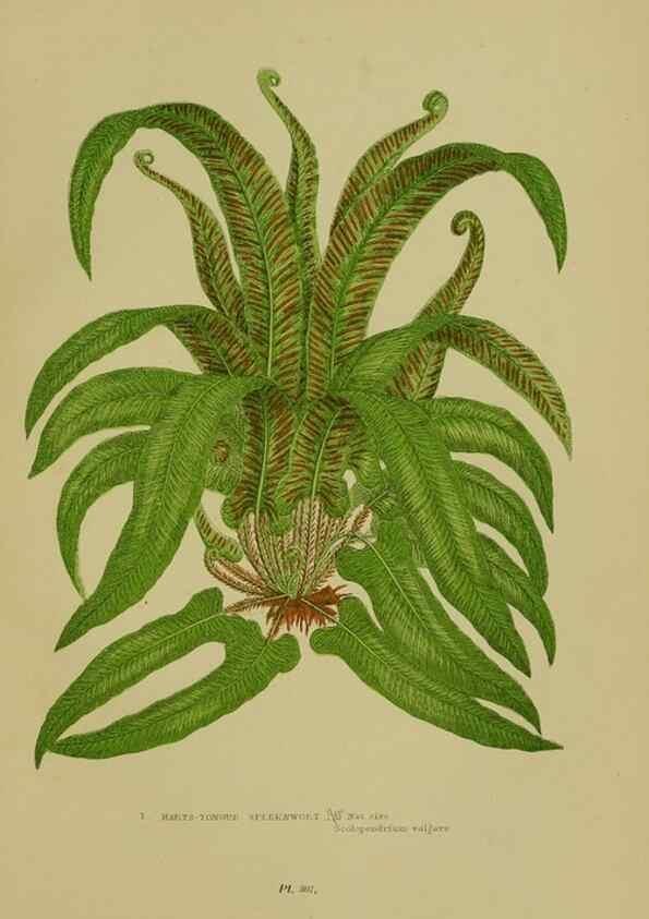 Reproducción/Reproduction 8519575872: The flowering plants, grasses, sedges, & ferns of Great Britain. London,F. Warne,1905.