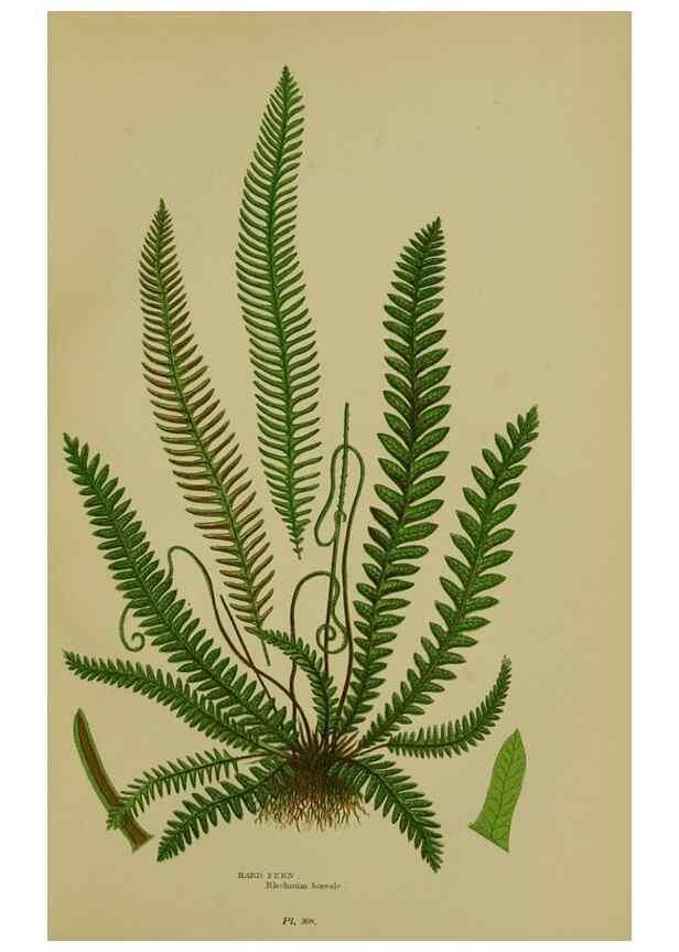 Reproducción/Reproduction 8519576416: The flowering plants, grasses, sedges, & ferns of Great Britain. London,F. Warne,1905.