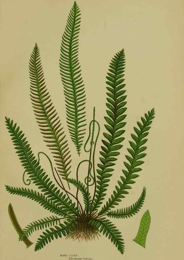 Reproducción/Reproduction 8519576416: The flowering plants, grasses, sedges, & ferns of Great Britain. London,F. Warne,1905.