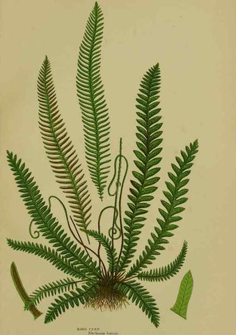 Reproducción/Reproduction 8519576416: The flowering plants, grasses, sedges, & ferns of Great Britain. London,F. Warne,1905.