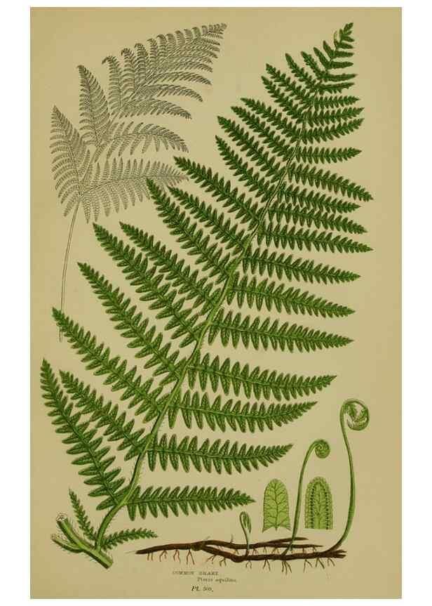 Reproducción/Reproduction 8519577310: The flowering plants, grasses, sedges, & ferns of Great Britain. London,F. Warne,1905.