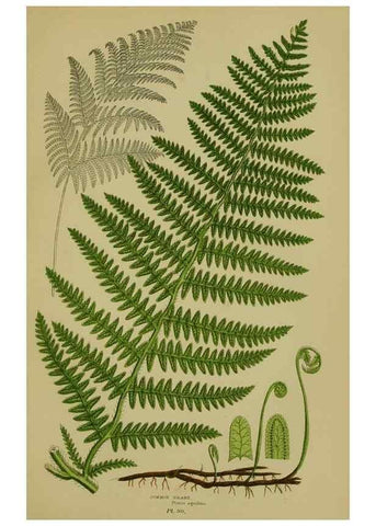 Reproducción/Reproduction 8519577310: The flowering plants, grasses, sedges, & ferns of Great Britain. London,F. Warne,1905.