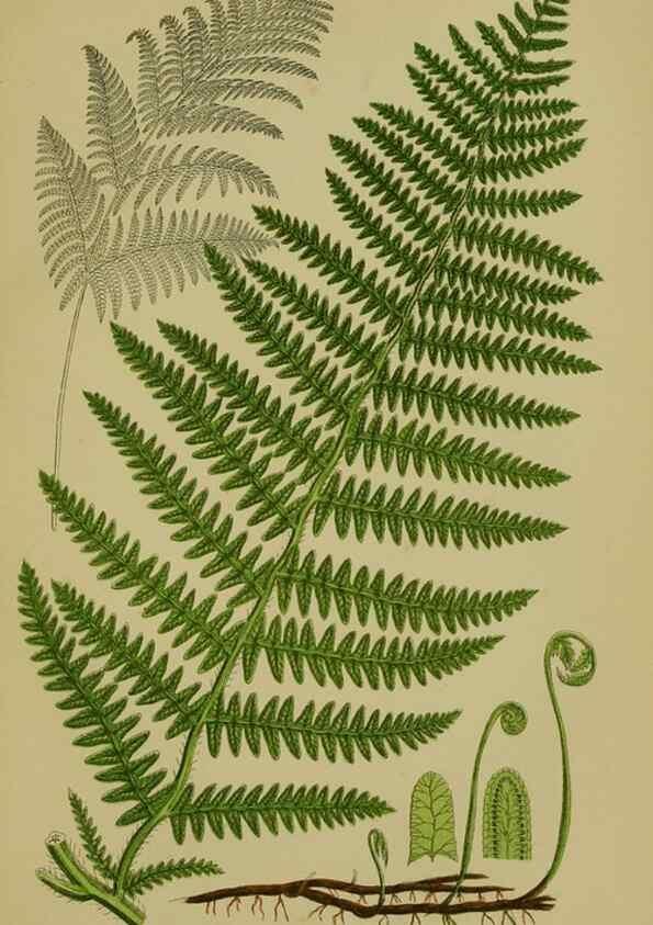 Reproducción/Reproduction 8519577310: The flowering plants, grasses, sedges, & ferns of Great Britain. London,F. Warne,1905.