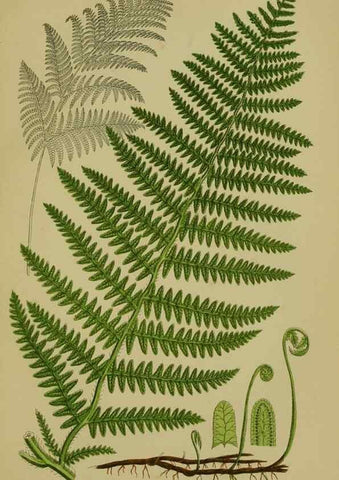Reproducción/Reproduction 8519577310: The flowering plants, grasses, sedges, & ferns of Great Britain. London,F. Warne,1905.