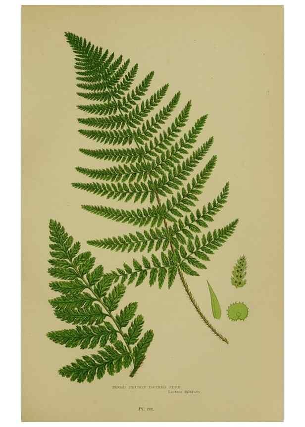 Reproducción/Reproduction 8518453439: The flowering plants, grasses, sedges, & ferns of Great Britain. London,F. Warne,1905.