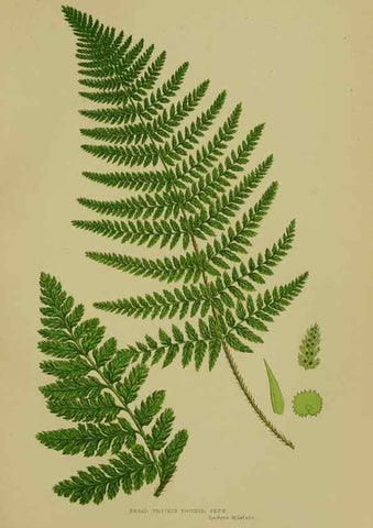 Reproducción/Reproduction 8518453439: The flowering plants, grasses, sedges, & ferns of Great Britain. London,F. Warne,1905.