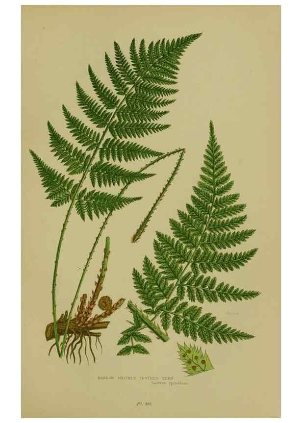 Reproducción/Reproduction 8519565456: The flowering plants, grasses, sedges, & ferns of Great Britain. London,F. Warne,1905.