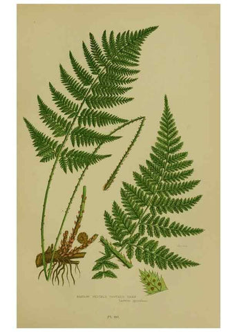 Reproducción/Reproduction 8519565456: The flowering plants, grasses, sedges, & ferns of Great Britain. London,F. Warne,1905.