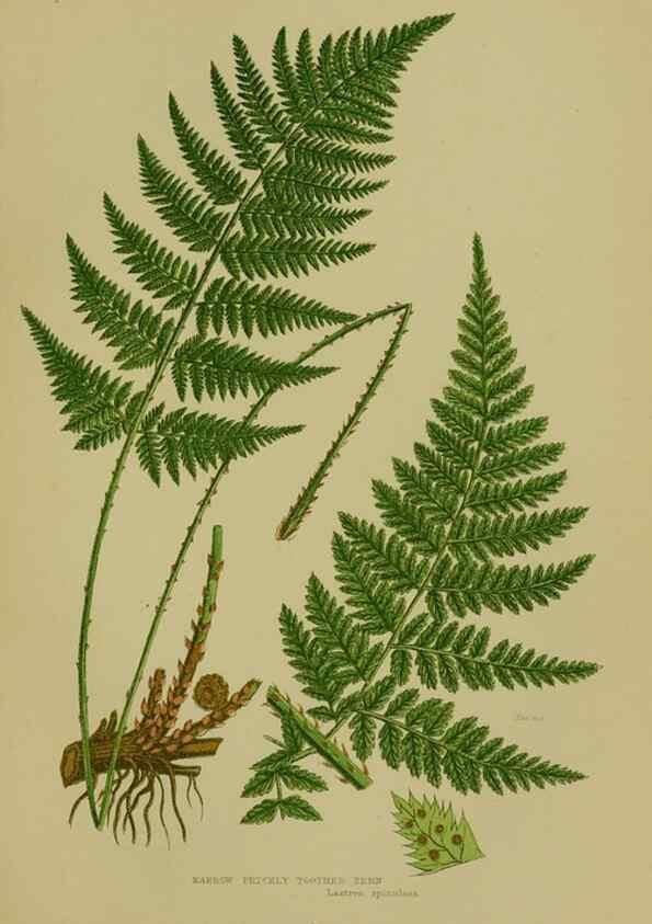 Reproducción/Reproduction 8519565456: The flowering plants, grasses, sedges, & ferns of Great Britain. London,F. Warne,1905.