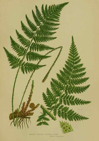 Reproducción/Reproduction 8519565456: The flowering plants, grasses, sedges, & ferns of Great Britain. London,F. Warne,1905.