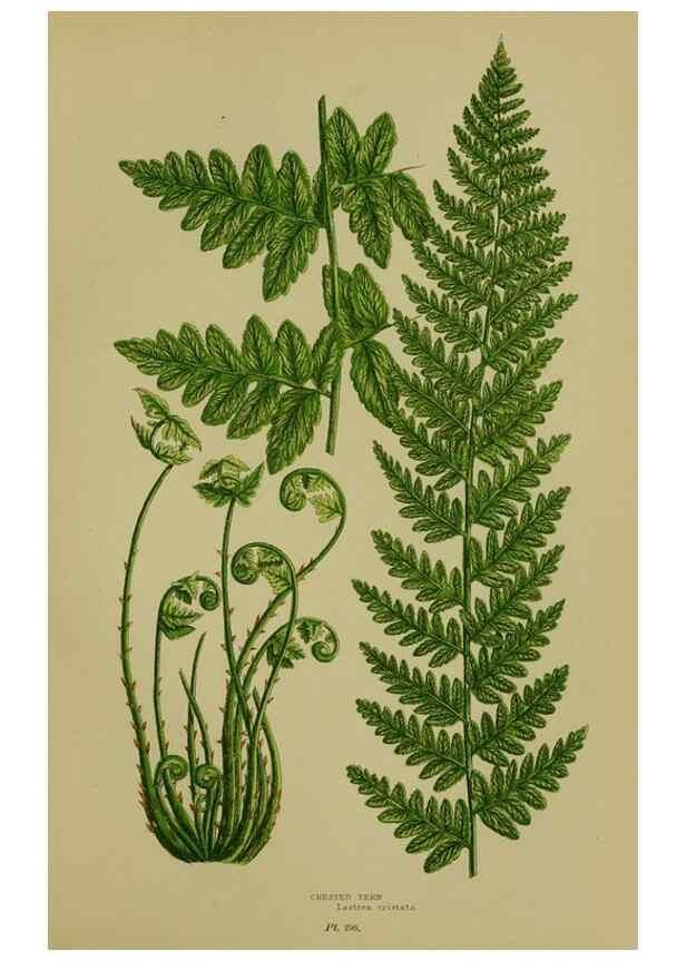 Reproducción/Reproduction 8519564802: The flowering plants, grasses, sedges, & ferns of Great Britain. London,F. Warne,1905.